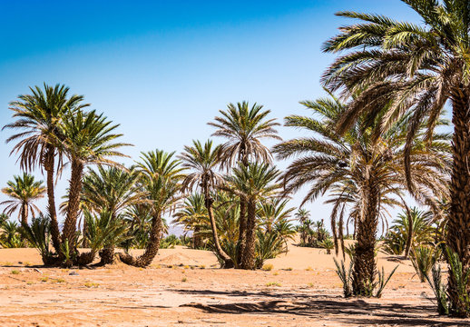 Palm oasis in desert near to village Mhamid in Morocco