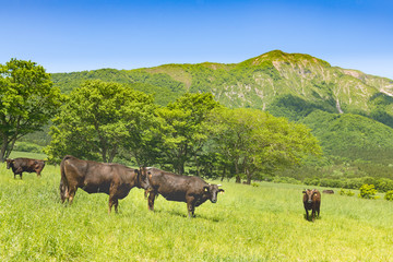 春の新緑の高原の牧場と放牧牛