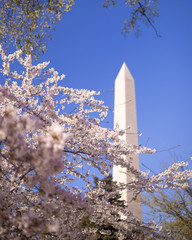 The Washington Monument during the annual Cherry Blossom Festival, a time when the Japanese Yoshino cherry blossom trees bloom every spring.