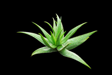 Green leaves aloe vera plant. agave plant isolated on black background. Agave plant tropical drought tolerance has sharp thorns.