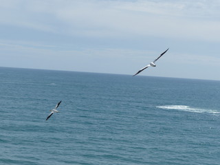 gannet  bird flies in the sky