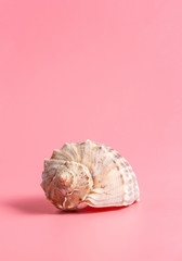 Seashells on pink background