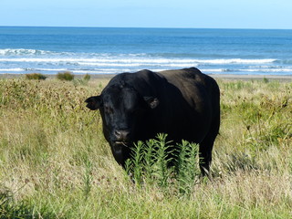 big bulls in a beach