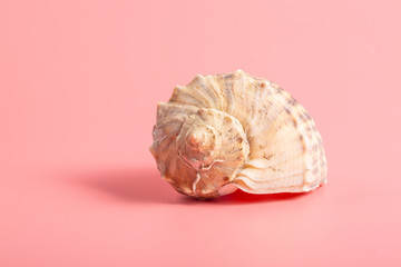 Seashells on pink background