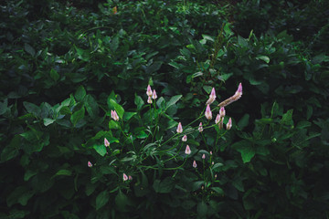 Flower blooming on the roadside	