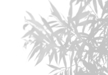 The shadow of an exotic plant on a white wall. Black and white image for photo overlay or the mockup