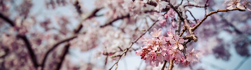 Fototapeta na wymiar Cherry Blossom 21