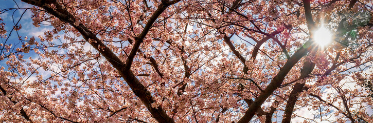 Cherry Blossom 19