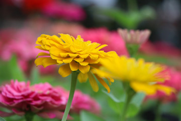 Zinnia elegans beautiful blossom flowers colorful in the garden freshness nature background
