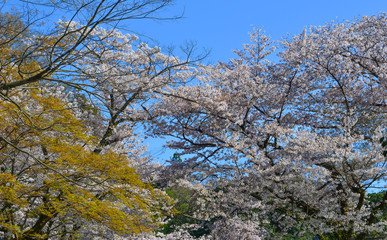 Cherry blossom (hanami) in Kyoto, Japan