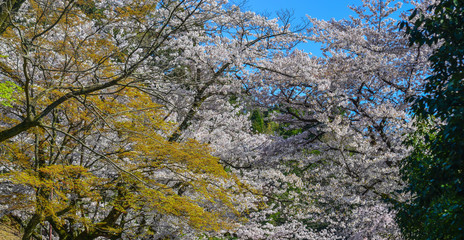 Cherry blossom (hanami) in Kyoto, Japan