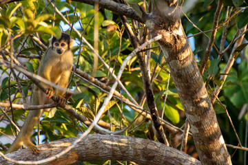 squirrel monkey
