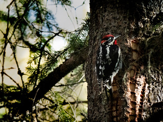 Idaho Birds