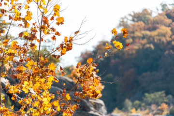 Great Falls orange maple autumn trees forest foliage leaves closeup by Potomac river during autumn in Maryland