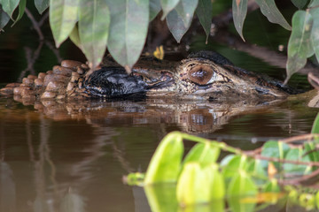 black caiman 3