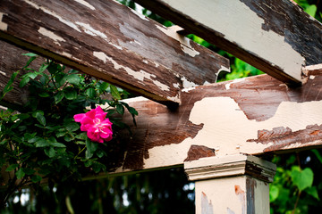 Obraz na płótnie Canvas Beautiful flower on exposed rafters