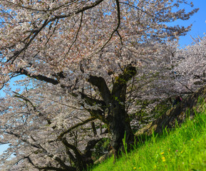 Cherry blossom (hanami) in Kyoto, Japan