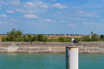 Harbour with seagull