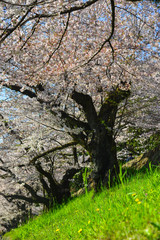 Cherry blossom (hanami) in Kyoto, Japan