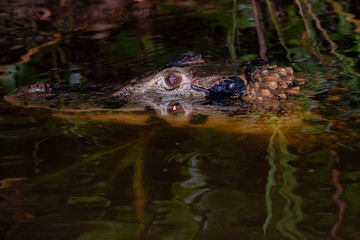 black caiman 2