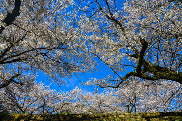 Cherry blossom (hanami) in Kyoto, Japan