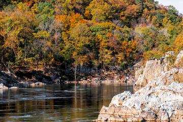 Great Falls water and orange red autumn trees forest foliage view in Potomac river during autumn in Maryland with rocks - obrazy, fototapety, plakaty