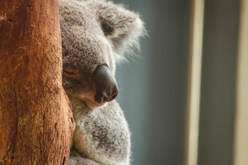 cute fluffy cuddly koala bear sleeping on his branch Gold Coast  © QuickStartProjects