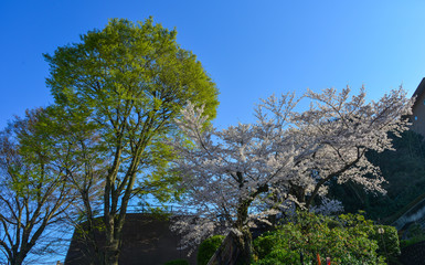Cherry blossom (hanami) in Kyoto, Japan