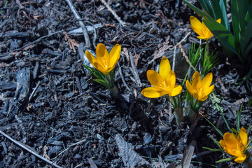 Yellow Crocus Blossoms in the Spring Garden