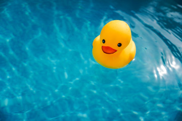 A yellow rubber duck afloat in a swimming  pool