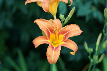 Tiger Lily Flower Isolated in Garden - Lilium lancifolium