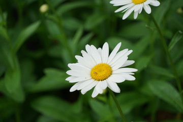 White Daisy Isolated in Garden
