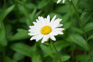 White Daisy Isolated in Garden