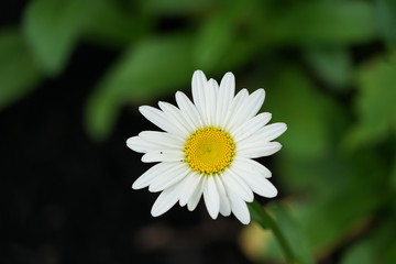 Fototapeta premium White Daisy Isolated in Garden