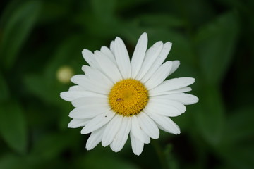 White Daisy Isolated in Garden
