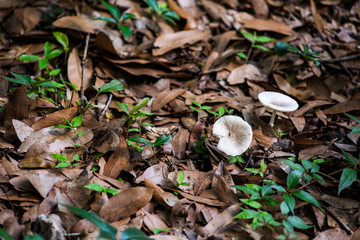 White mushroom growing in ground in Paynes Prairie Preserve State Park in Florida
