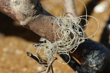 Fishing Tangle