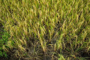 Backgrounds Textures Golden rice fields in Thailand