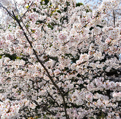 Cherry blossom (hanami) in Kyoto, Japan