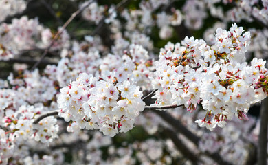 Cherry blossom (hanami) in Kyoto, Japan