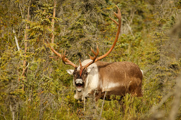 Caribou in town of Kenai in Kenai Peninsula in Alaska