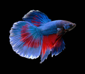 Fototapeta premium Red and dark blue betta fish are fighting, Siamese fighting fish, Betta fish on black background