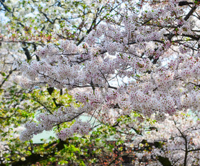 Cherry blossom (hanami) in Kyoto, Japan