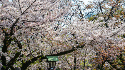 Cherry blossom (hanami) in Kyoto, Japan