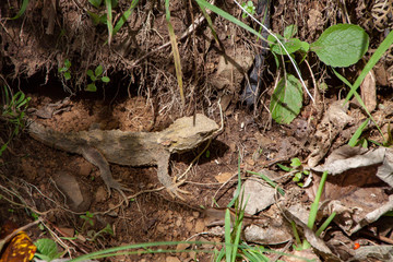 Almost extinct Tuatara lizard in the wild 