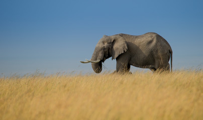 Naklejka na ściany i meble African elephant walking in savanna