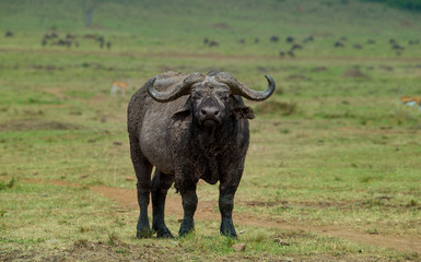 Obraz premium African Buffalo On The Masai Mara