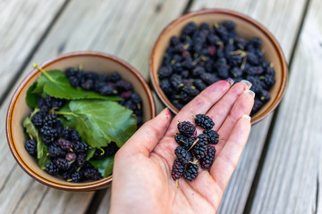 Closeup of black ripe mulberries in garden dacha farm with woman dirty hand picking holding juicy fruit with leaves in bowls