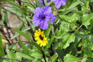 purple and yellow flower