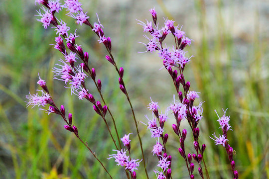 Purple Blazing Stars along the Road in Hawthorne, Florida